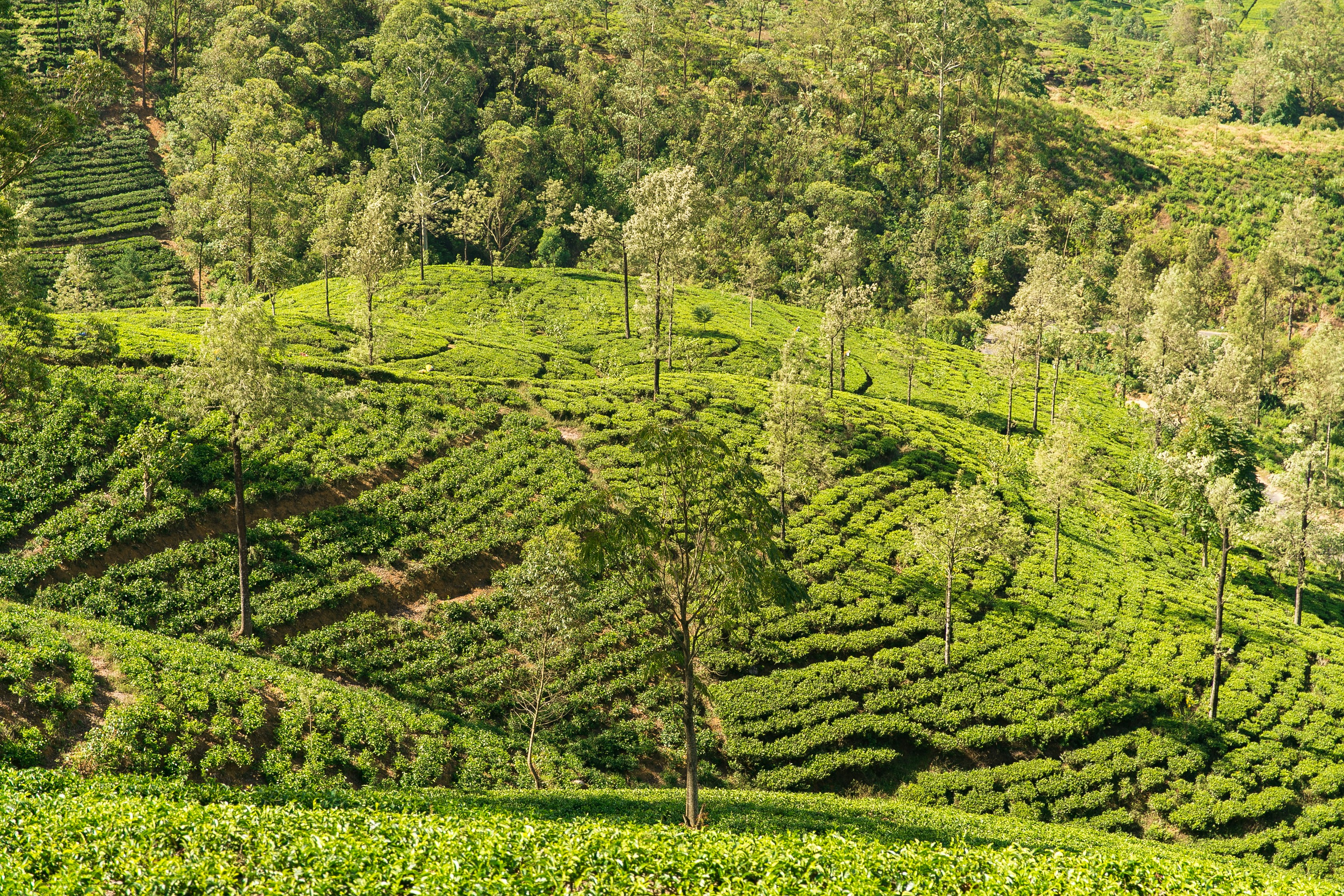 Tea Plantation